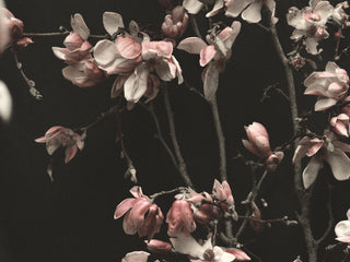 drying flowers on thick stems 
